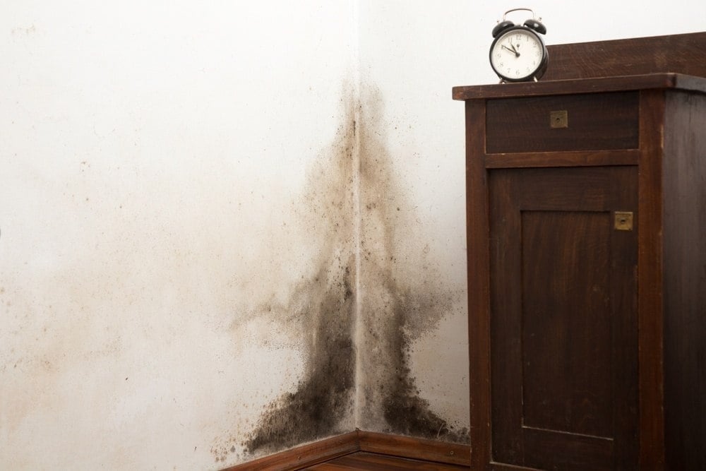 Effective Ways to Identify Black Mold and Ensure a Safe Home in 2025