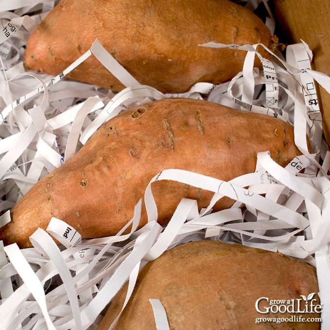 Effective Ways to Store Sweet Potatoes for Maximum Freshness in 2025