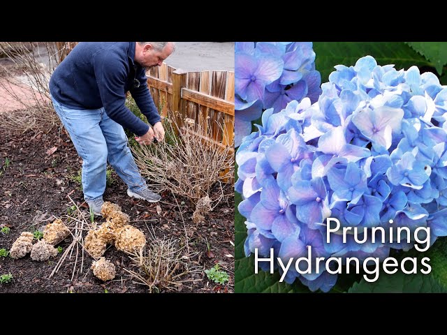 Effective Ways to Prune Hydrangeas for a Lush Garden in 2025