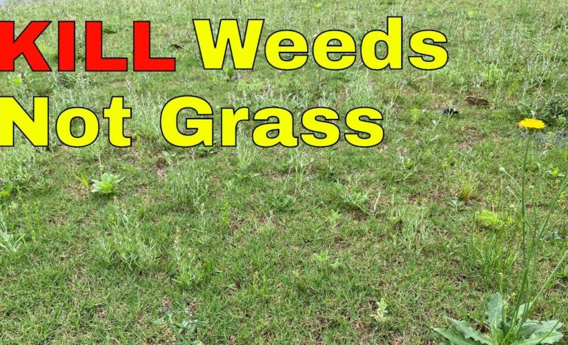 Effective Ways to Kill Weeds: Proven Methods for a Healthy Garden in 2025