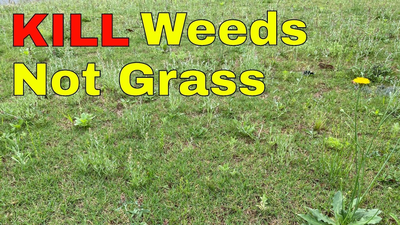 Effective Ways to Kill Weeds: Proven Methods for a Healthy Garden in 2025