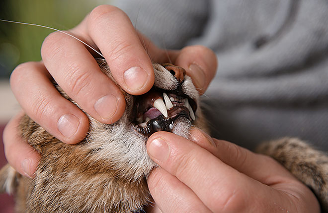 How to Properly Brush Your Cat’s Teeth for a Healthier Smile in 2025