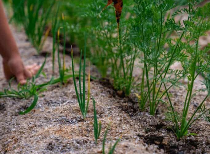 Effective Ways to Plant Carrots for a Successful Harvest in 2025