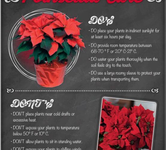 Essential Guide to How to Care for Poinsettias for a Thriving Holiday Display in 2025