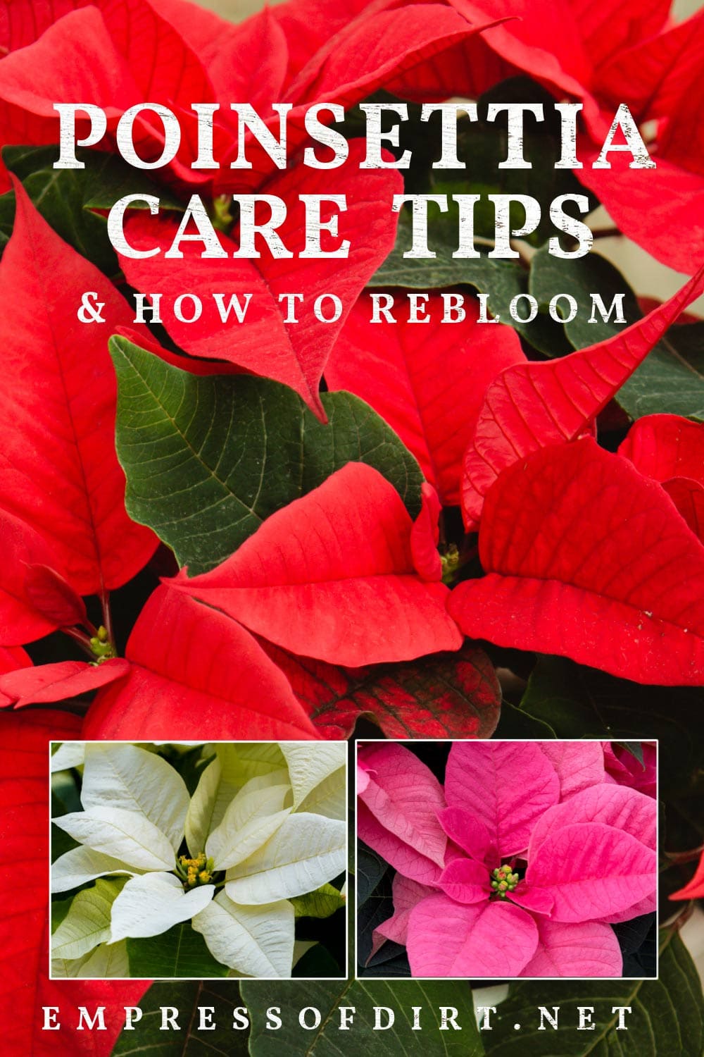 Poinsettia care