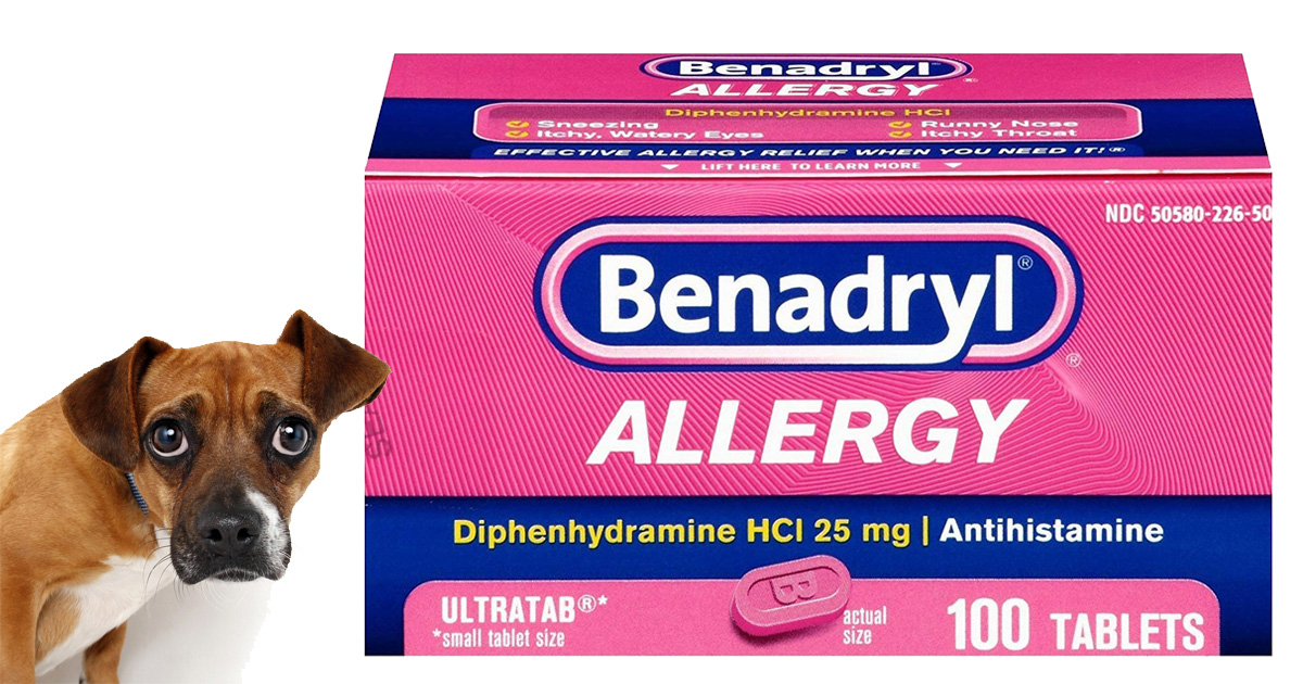 How to Properly Use Benadryl for Dogs: Essential Dosage Guide for 2025