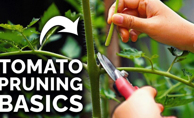 Smart Ways to Prune Tomatoes for Better Growth in 2025: Optimize Your Yield!