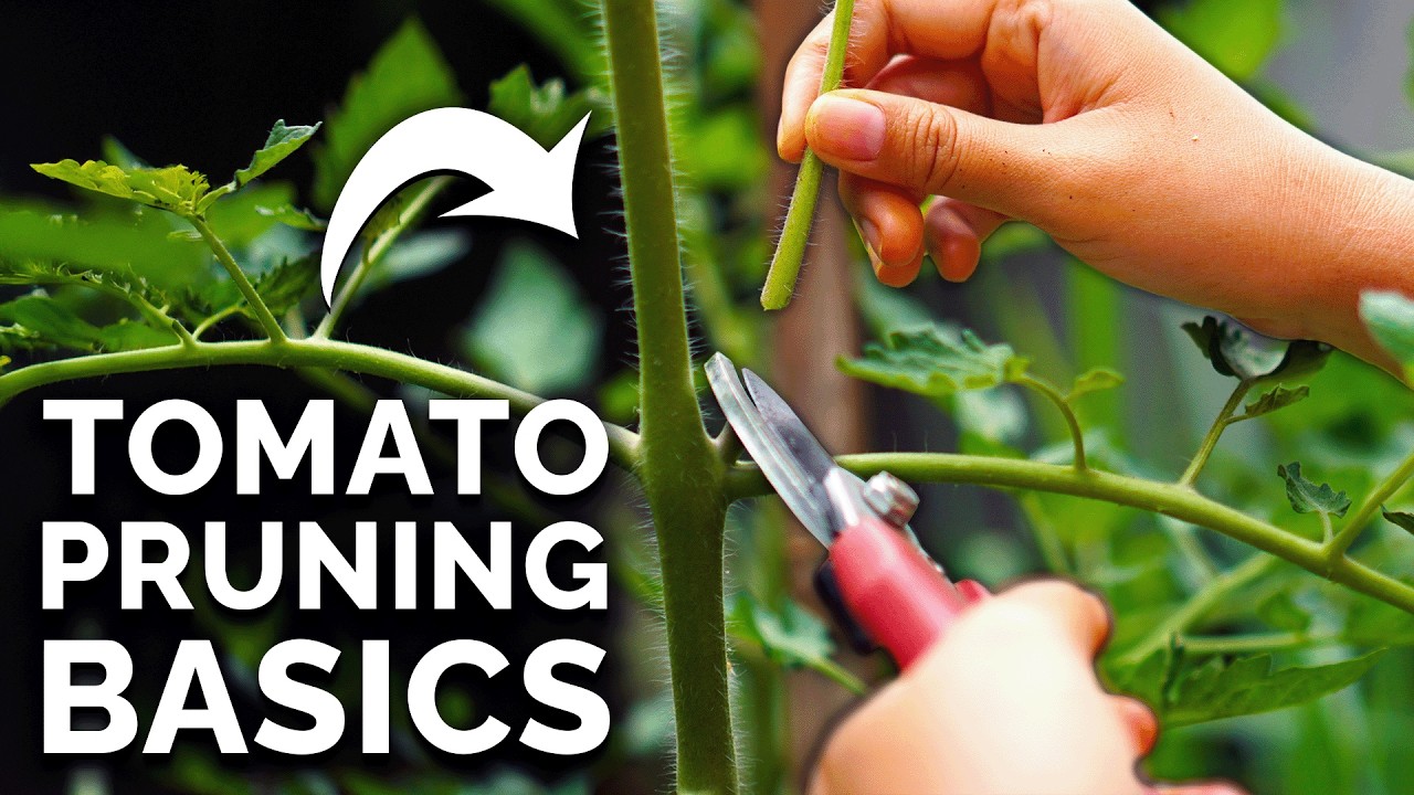 Smart Ways to Prune Tomatoes for Better Growth in 2025: Optimize Your Yield!