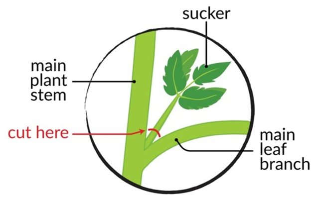 How to prune tomatoes