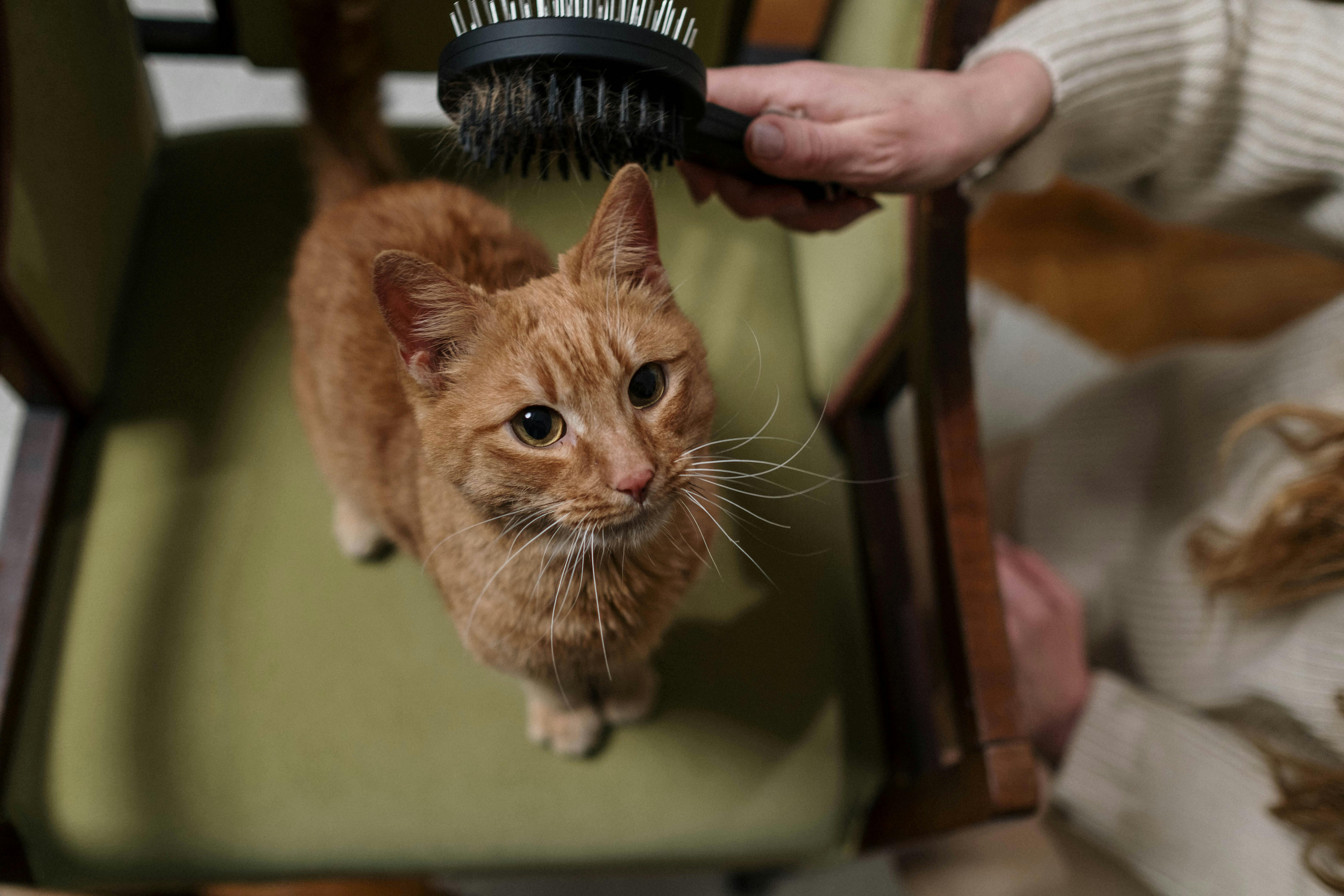 How to get cat pee out of mattress